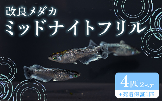 678 メダカ ミッドナイトフリル 2ペア(4匹) 改良メダカ【トリハタめだか】