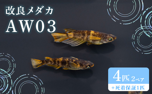 680 メダカ AW03 2ペア(4匹) 改良メダカ【トリハタめだか】