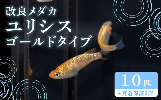 681 メダカ ユリシス ゴールドタイプ 10匹 改良メダカ【トリハタめだか】