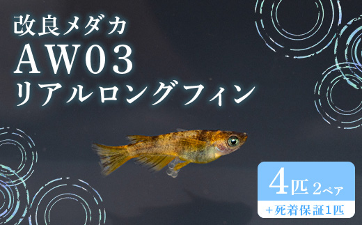 683 メダカ AW03 リアルロングフィン 2ペア(4匹) 改良メダカ【トリハタめだか】