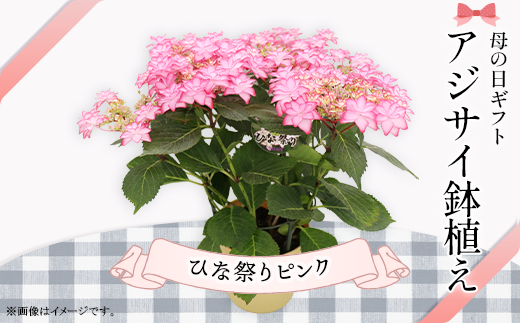 737【母の日ギフト】アジサイ鉢植え（品種：ひな祭りピンク） 母の日 感謝 プレゼント