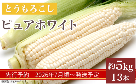 326 とうもろこし ピュアホワイト 約5kg 13本 朝採れ 白 茨城 先行予約 2026年7月頃～発送予定