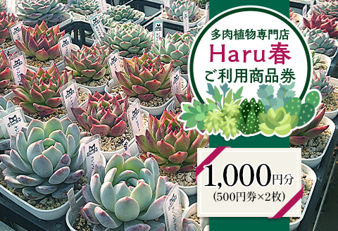 591 Haru春で使える1,000円分チケット（500円×2枚）