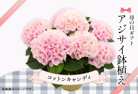 612【母の日ギフト】アジサイ鉢植え（品種：コットンキャンディ） 母の日 感謝 プレゼント