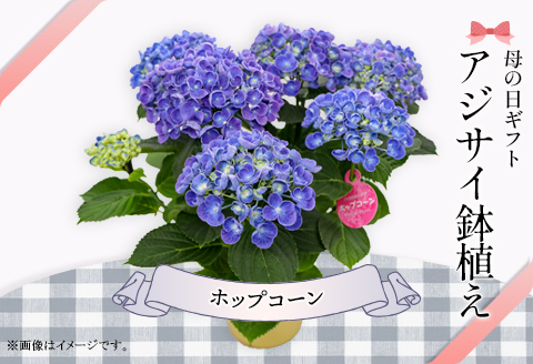 613【母の日ギフト】アジサイ鉢植え（品種：ホップコーン） 母の日 感謝 プレゼント
