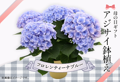 615【母の日ギフト】アジサイ鉢植え（品種：フロレンティーナブルー） 母の日 感謝 プレゼント