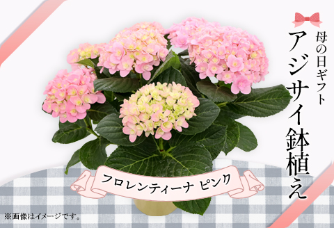 614【母の日ギフト】アジサイ鉢植え（品種：フロレンティーナピンク） 母の日 感謝 プレゼント