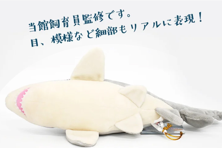 ぬいぐるみ シロワニ アクアワールド 大洗 オリジナル サメ グッズ 茨城 水族館 さめ 鮫 限定: 大洗町ANAのふるさと納税