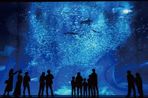 アクアワールド茨城県大洗水族館年間パスポート引換券　大人1名様、小・中学生1名様分