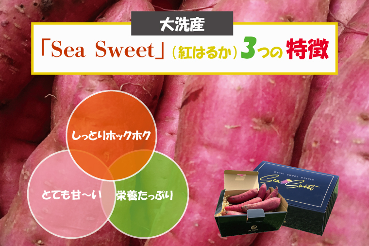 【先行予約】大洗産 さつまいも 紅はるか 5kg （15本前後） Sea Sweet 長期熟成 茨城県産 サツマイモ 土付き 生芋 芋 さつま芋 薩摩芋 甘藷 べにはるか