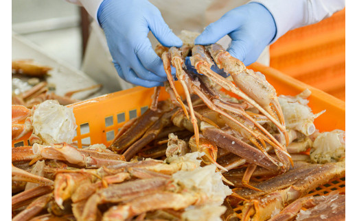 ボイル 本ずわいがに 爪 500g×1 カジマ ずわい蟹 ズワイガニ ずわいがに かに カニ 蟹 かに爪 カニ爪