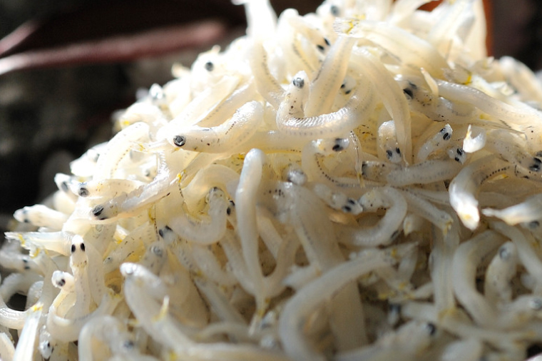 定期便 しらす干し (1kg×5か月) 天然 ふっくら 大洗 名産 しらす シラス 魚 さかな 魚介 離乳食