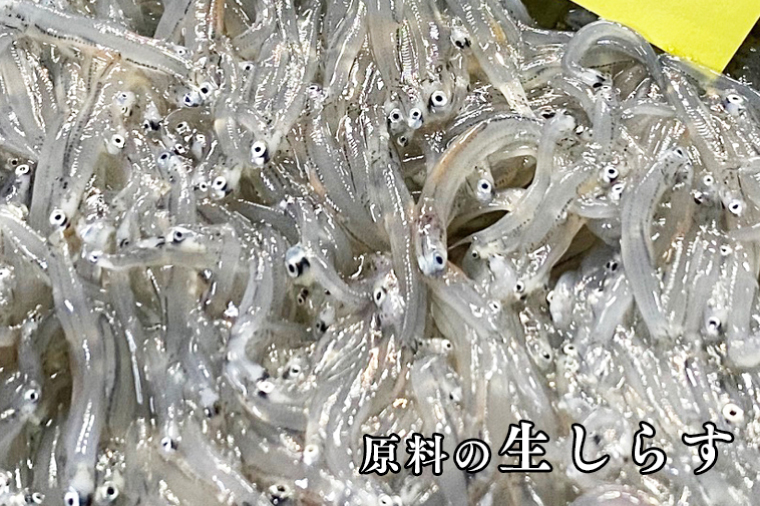 定期便 釜揚げしらす (1kg×12か月) 天然 釜揚げ ふっくら しらす シラス 魚 さかな 魚介 離乳食