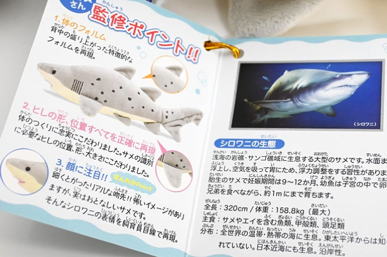 ぬいぐるみ シロワニ アクアワールド 大洗 オリジナル サメ グッズ 茨城 水族館 さめ 鮫 限定: 大洗町ANAのふるさと納税