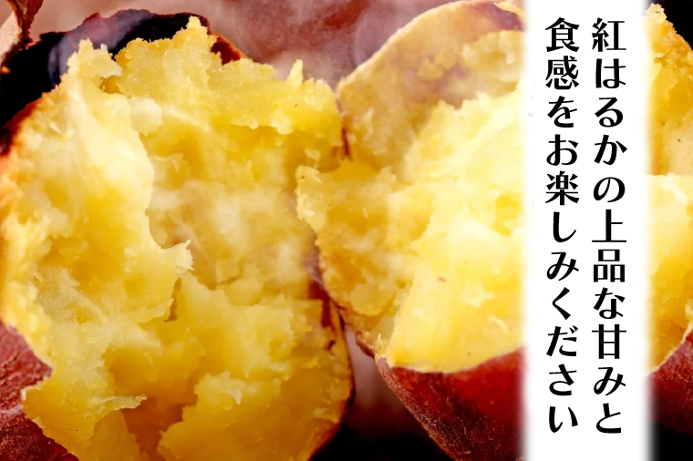 【先行予約】干し芋屋のさつまいも 熟成 紅はるか 生芋 5kg 無添加 無着色 茨城県産 サツマイモ 土付き 芋 さつまいも さつま芋 薩摩芋 紅遥 べにはるか
