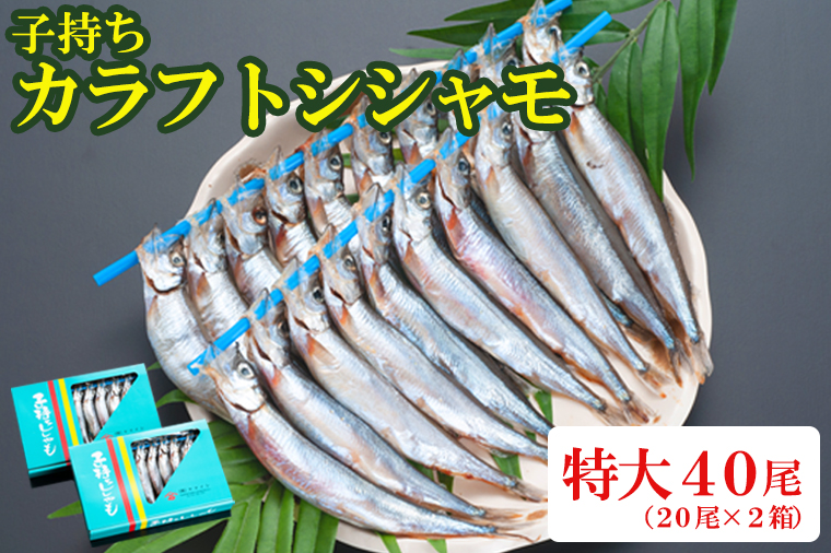 ししゃも 子持ち カラフトシシャモ 特大 40尾（20尾×2箱） 子持ちシシャモ カラフトししゃも 大洗