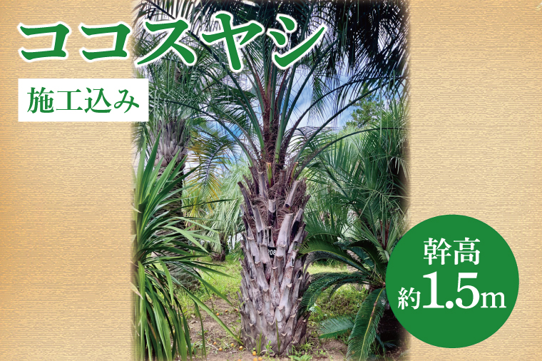 ココスヤシ 幹高約1.5m【施工込み】ヤシの木 ヤシ リゾート ガーデン 自宅 別荘 南国 庭木 観葉植物 大洗町