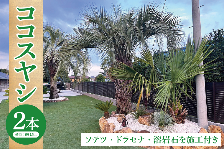 ココスヤシ 幹高約1.5m２本・ソテツ・ドラセナ・溶岩石【施工込み】 ヤシの木 ヤシ リゾート ガーデン 自宅 別荘 南国 庭木 観葉植物 大洗町
