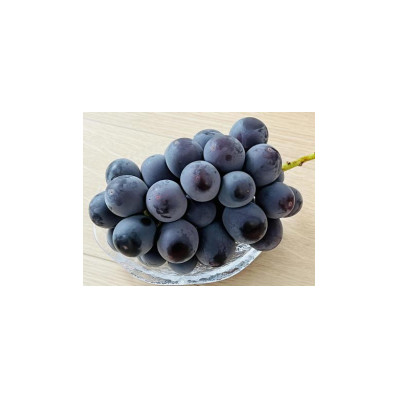 【お中元 熨斗付】 巨峰 2房 (県内共通返礼品:かすみがうら