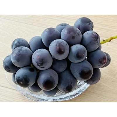 【お中元 熨斗付】ピオーネ 桐箱入り 1房 ＜2026年8月より順