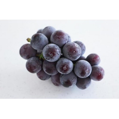 【お中元 熨斗付】 巨峰 桐箱入り 1房 ＜2026年8月より順次発