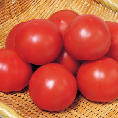 大玉フルーツトマト　約900g(13～15粒)(県内共通返礼品:つく