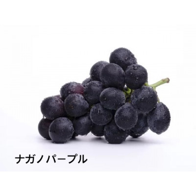 お中元ナガノパープル1房　県内共通返礼品:かすみがうら市