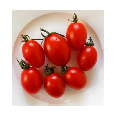 高糖度ミニトマト　アイコ　約150g×7pc　県内共通返礼品つ