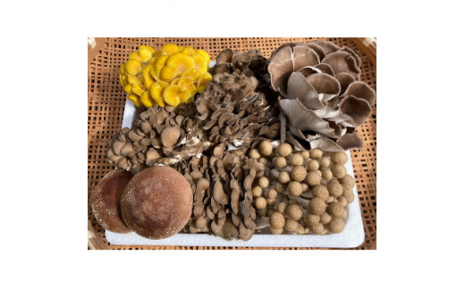 きのこの詰め合わせSサイズ(1000g) (AU004)