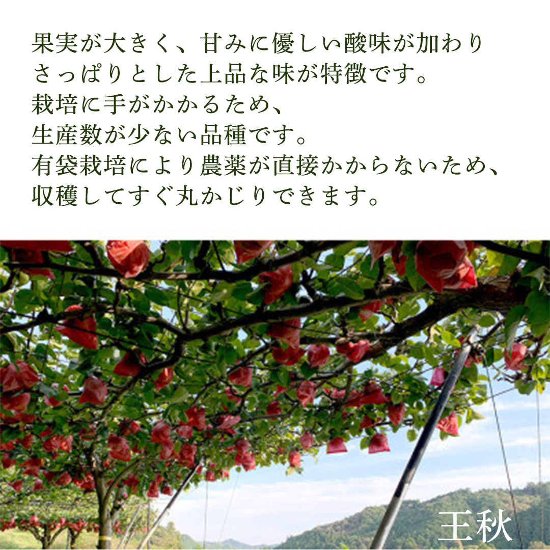 ＜農家直送＞梨 王秋 4～6個(約3kg) 先行予約 2026年発送 完熟 