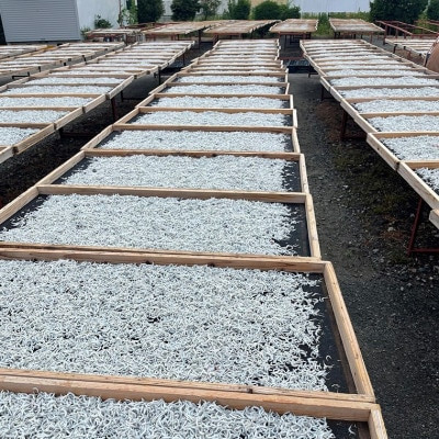 しらす干し 天日乾燥 800g(400g×2) ＜茨城県共通返礼品＞(北茨