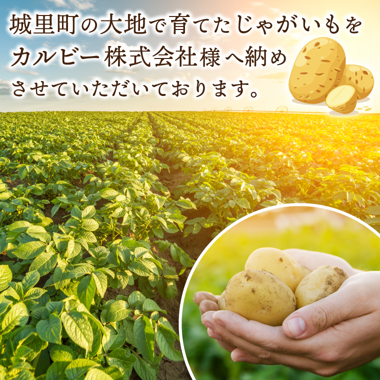 ポテトチップス カルビー 「うすしお味」16袋（55g×16袋）1