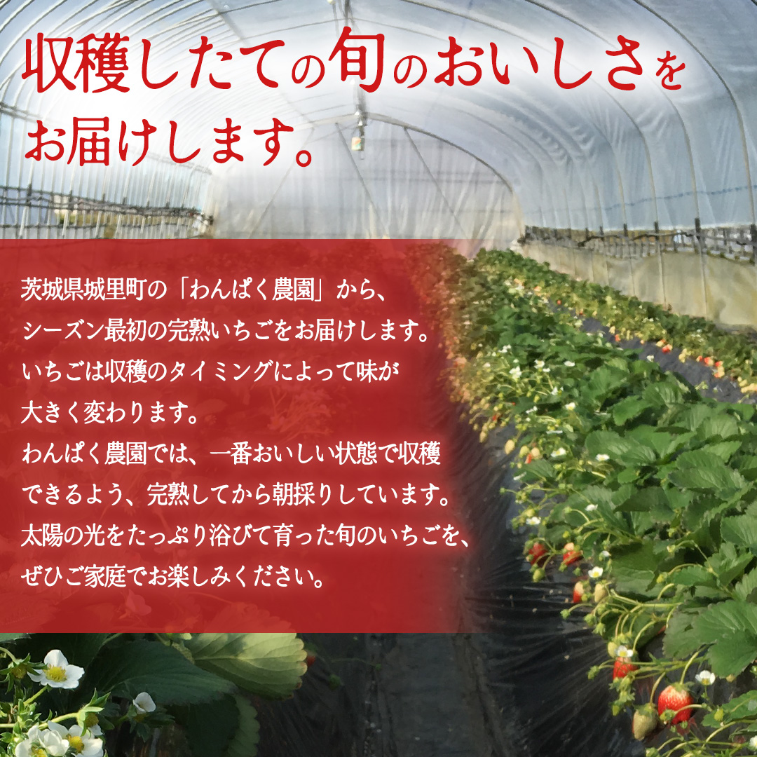 【2027年1月発送】 とちおとめ 約1kg （280g × 4パック）(BT002)