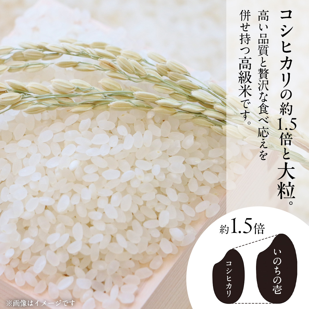 茨城県城里町産 いのちの壱 5kg (2026年産)  米 こめ (AL001)