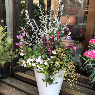 季節の寄せ植え＜花わたひき＞ (BY002)