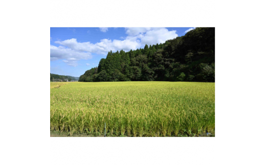 米 5kg 精米＼新米 10月より順次発送予定／令和7年産＜東京