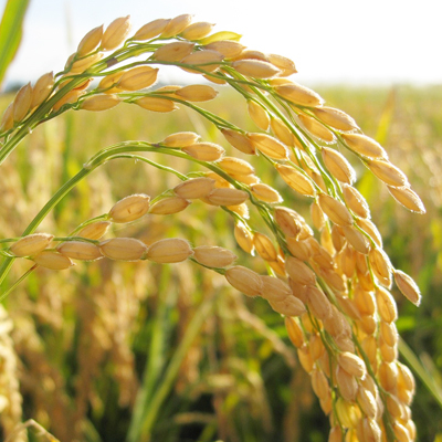 ★☆ 関東地方限定配送 ☆★ 精米 20kg (5kg×4袋) しきゆたか