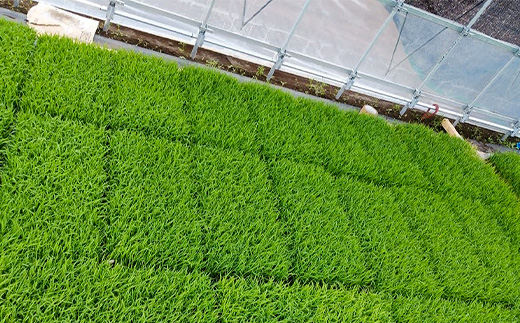 ★☆ 関東地方限定配送 ☆★ 精米 20kg(5kg×4袋) ほたる米【令