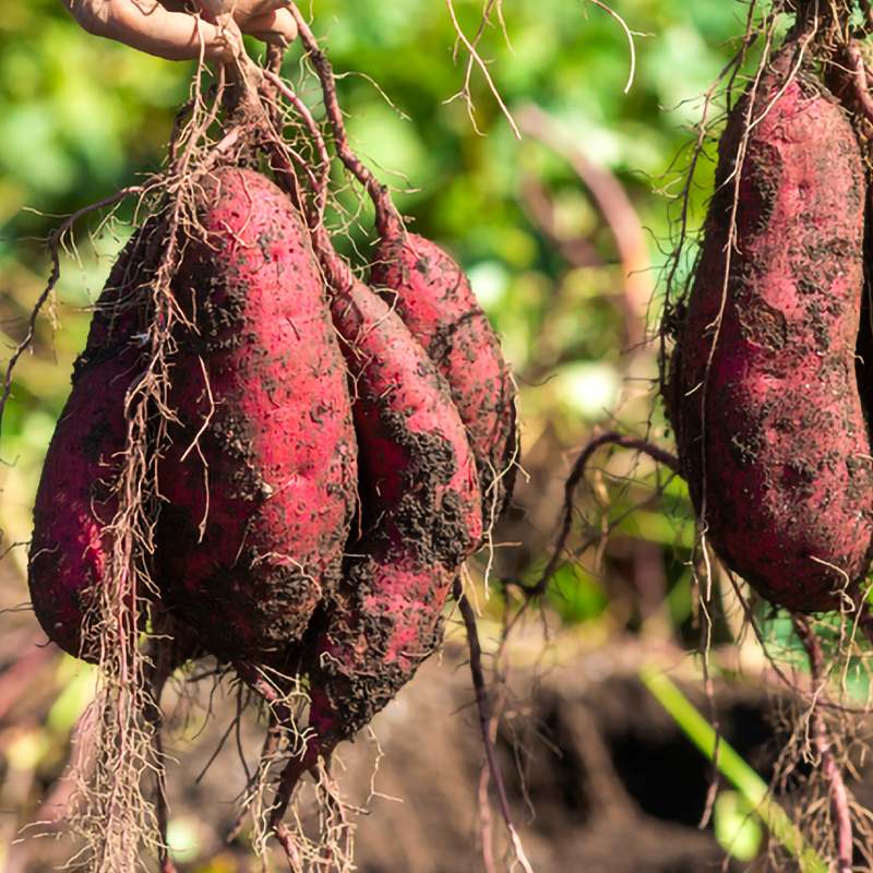 焼き芋 さつまいも 紅はるか 冷凍 1kg 冷やし焼き芋 冷凍焼