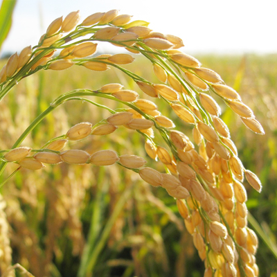 コシヒカリ 無洗米 5kg 令和7年産 お米 ★関東地方限定配送