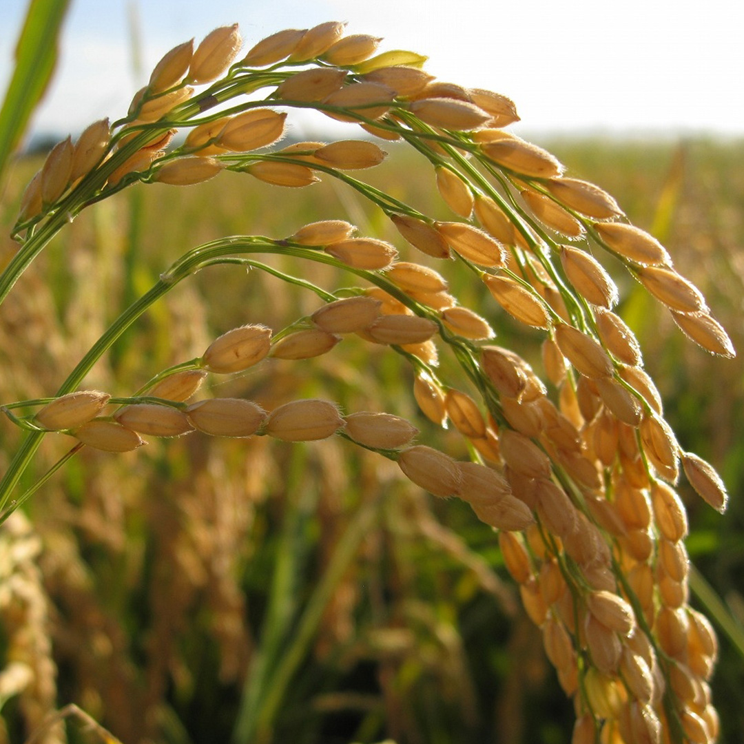 【最短3～7営業日出荷】 コシヒカリ 精米 5kg 令和7年産 産地