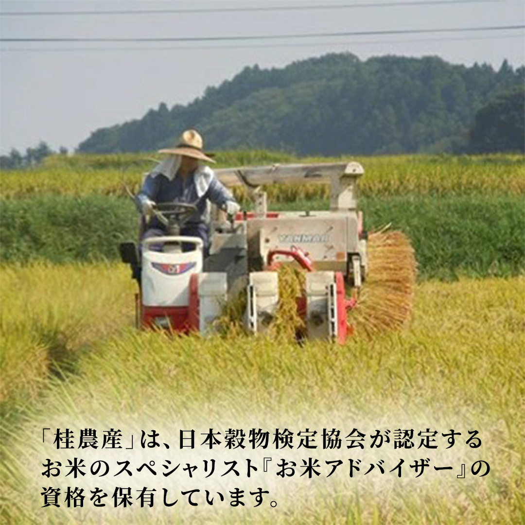 コシヒカリ 無洗米 10kg 令和7年産 スピード出荷 最短3〜7営