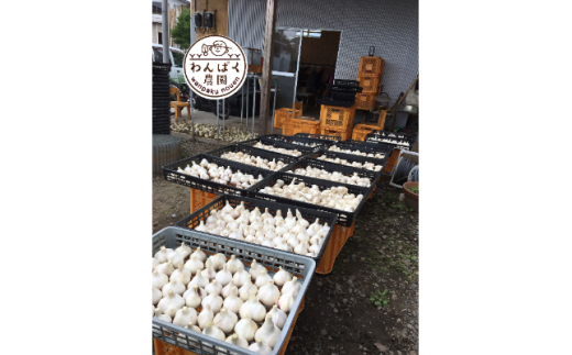 わんぱく農園の黒にんにく (BT001)