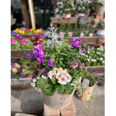 季節の寄せ植え＜花わたひき＞ (BY002)