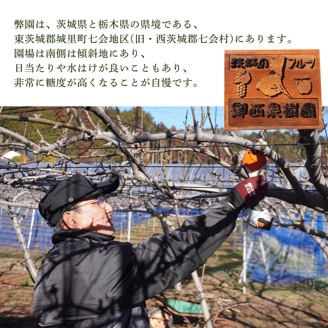 ＜農家直送＞梨 茨城県オリジナルブランド品種 恵水 大玉