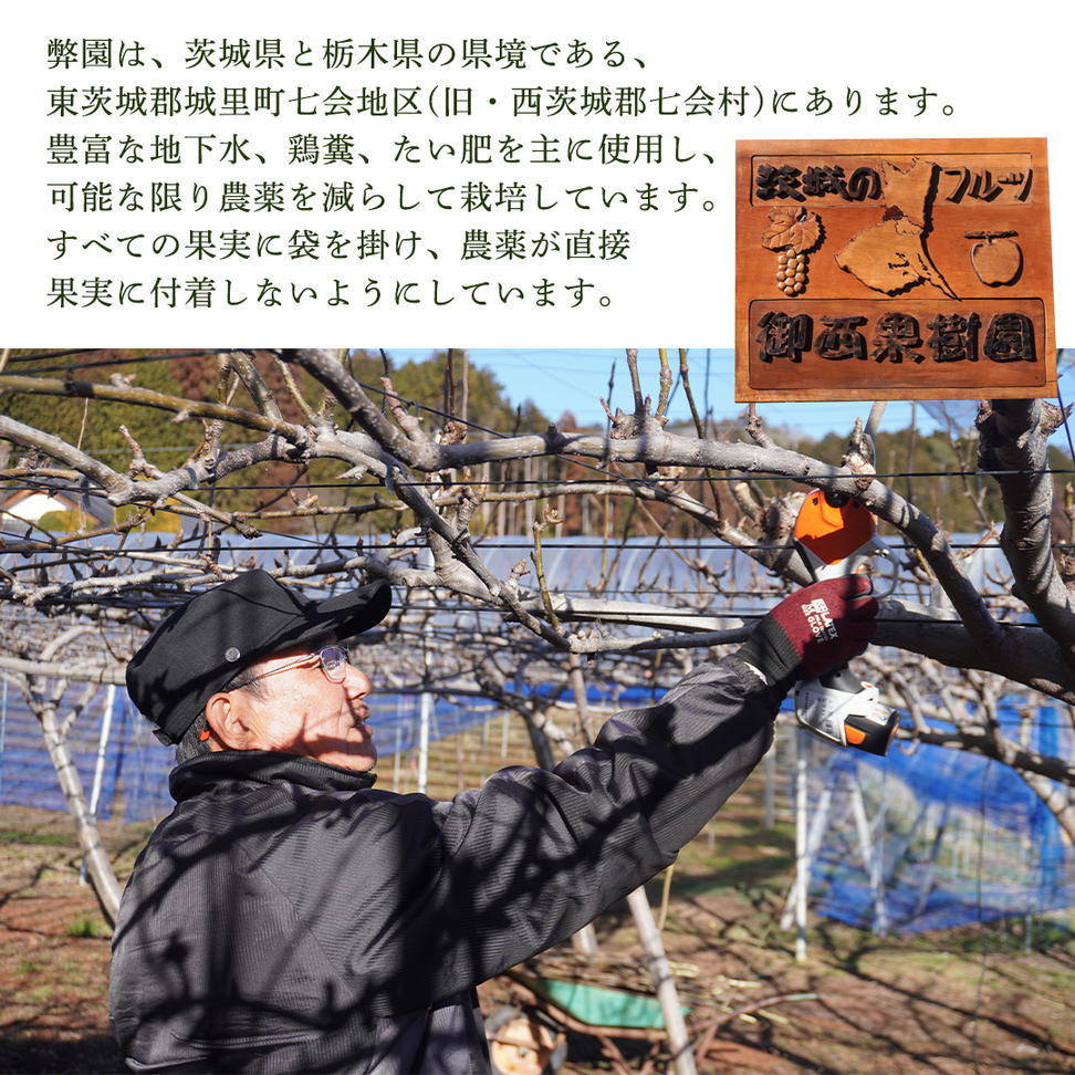 ＜農家直送＞梨 にっこり 4～6個 (3kg) 先行予約 2026年発送 完