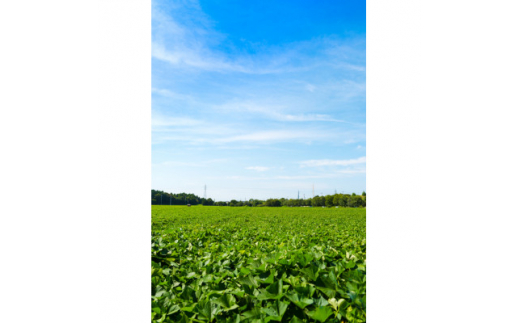 さつまいも　紅はるか　栽培期間中農薬不使用栽培　3kg (BJ0