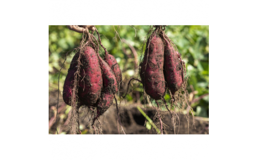 ＼先行予約／ 干し芋＜丸干し＞ こだわりの天日干し 600g(13