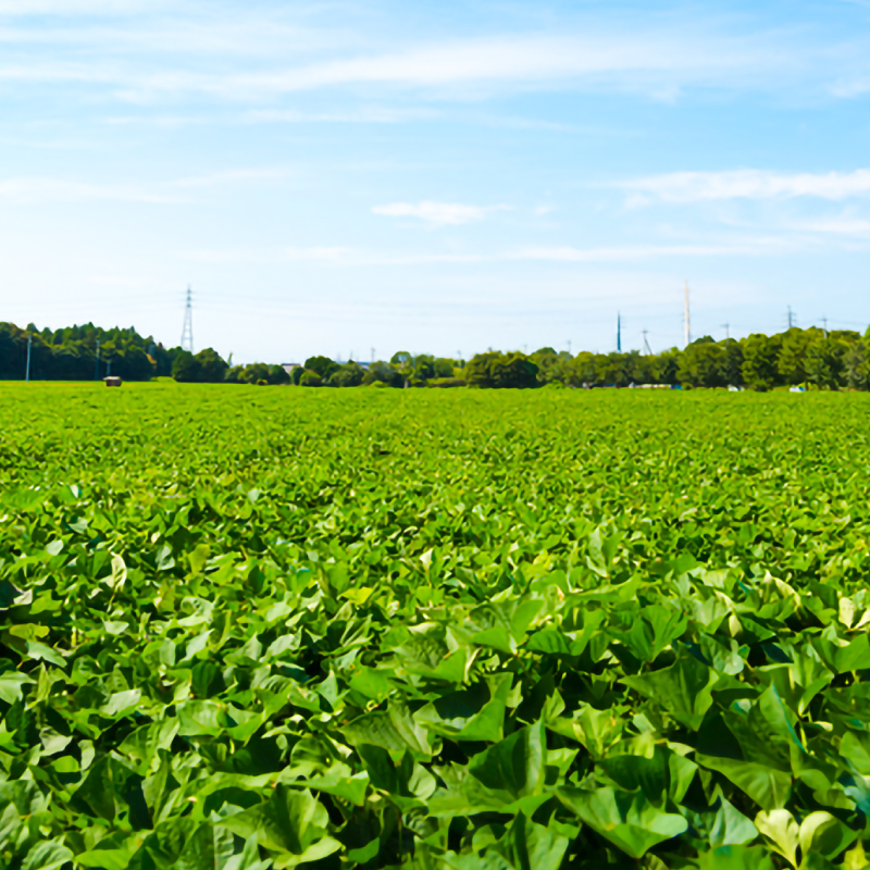 焼き芋 さつまいも 紅はるか 冷凍 1kg 冷やし焼き芋 冷凍焼