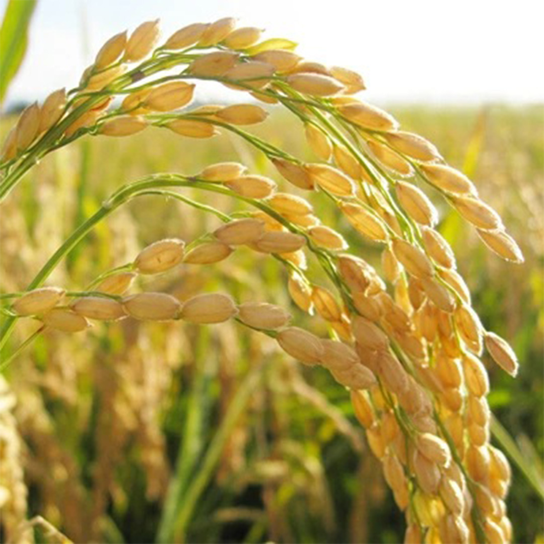 【令和8年産】 コシヒカリ 精米 10kg  (5kg×2袋) 2026年9月発送